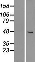 GCM1 Human Over-expression Lysate