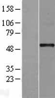 MNK1 (MKNK1) Human Over-expression Lysate
