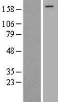 eIF4GII (EIF4G3) Human Over-expression Lysate