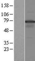 NOL4 Human Over-expression Lysate