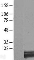 SNX3 Human Over-expression Lysate