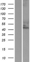 Cytohesin 3 (CYTH3) Human Over-expression Lysate