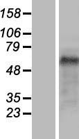 Cip4 (TRIP10) Human Over-expression Lysate