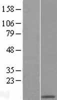 COX5A Human Over-expression Lysate