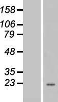 EEF1E1 Human Over-expression Lysate