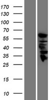 GDA Human Over-expression Lysate