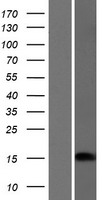 CRABP1 Human Over-expression Lysate