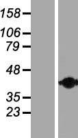 CNN2 Human Over-expression Lysate
