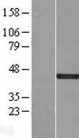 DUSP5 Human Over-expression Lysate