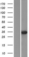 DUSP2 Human Over-expression Lysate