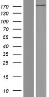 Glutamyl Prolyl tRNA synthetase (EPRS) Human Over-expression Lysate