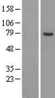 ACSL3 Human Over-expression Lysate