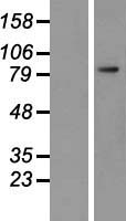 PSMA (FOLH1) Human Over-expression Lysate