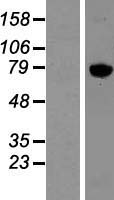 Kinesin Heavy Chain 2 (KIF2A) Human Over-expression Lysate