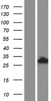 Translin (TSN) Human Over-expression Lysate