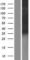 CAVIN2 Human Over-expression Lysate