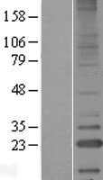 LITAF Human Over-expression Lysate