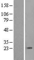 TBPL1 Human Over-expression Lysate