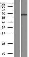 KCNC1 Human Over-expression Lysate