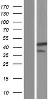 Ataxin 3 (ATXN3) Human Over-expression Lysate