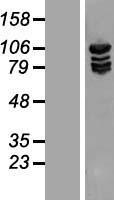Methionyl tRNA synthetase (MARS) Human Over-expression Lysate