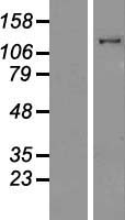 MYO1E Human Over-expression Lysate