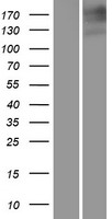 MRP1 (ABCC1) Human Over-expression Lysate