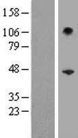 SERPINB10 Human Over-expression Lysate