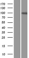 ENPP3 Human Over-expression Lysate
