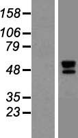 TID1 (DNAJA3) Human Over-expression Lysate