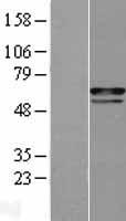 CHES1 (FOXN3) Human Over-expression Lysate