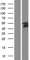 ELK1 Human Over-expression Lysate