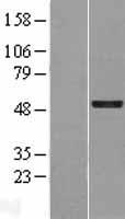 GFI1 Human Over-expression Lysate