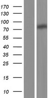TPOR (MPL) Human Over-expression Lysate