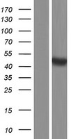 BMP15 Human Over-expression Lysate