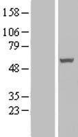 PAMCI (RASSF9) Human Over-expression Lysate