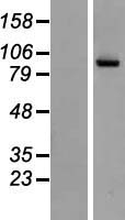 NAALAD2 Human Over-expression Lysate