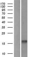 MelanA (MLANA) Human Over-expression Lysate