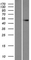 DOM3Z (DXO) Human Over-expression Lysate