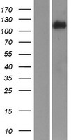 Integrin alpha 3 (ITGA3) Human Over-expression Lysate