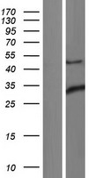 ING1 Human Over-expression Lysate