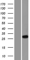 Kallikrein 2 (KLK2) Human Over-expression Lysate