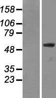 Lamin A (LMNA) Human Over-expression Lysate
