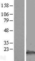 Oligodendrocyte Specific Protein (CLDN11) Human Over-expression Lysate