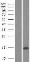 MCP2 (CCL8) Human Over-expression Lysate