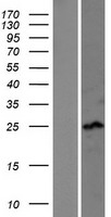 SSX4 Human Over-expression Lysate