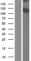 Calpain 15 (CAPN15) Human Over-expression Lysate