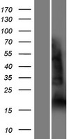 YY1 associated factor 2 (YAF2) Human Over-expression Lysate