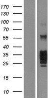 KLRG1 Human Over-expression Lysate