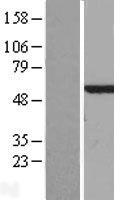 CALCOCO2 Human Over-expression Lysate
